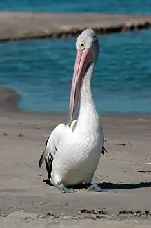 Proud: Australian Pelican preening on beach