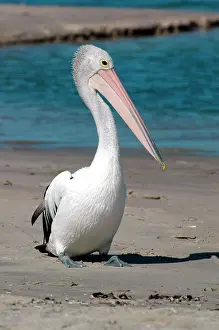 Proud: Australian Pelican resting on beach