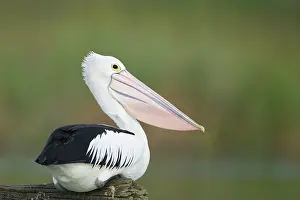 Conspicillatus: Australian Pelican - Sitting on a favourite perch