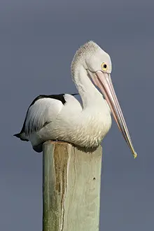 Conspicillatus: Australian Pelican - Sitting on a jetty post in