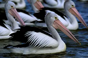 Conspicillatus: Australian Pelican - Small group in water