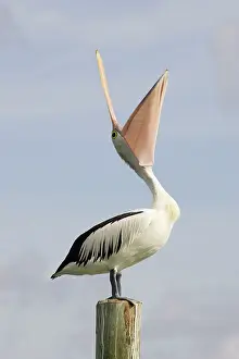 Conspicillatus: Australian Pelican - Standing with bill wide open
