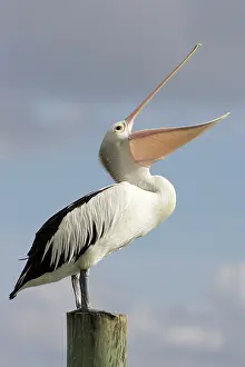 Conspicillatus: Australian Pelican - Standing with bill wide open
