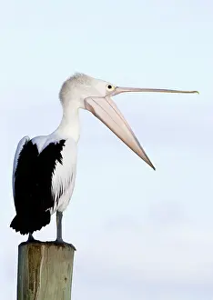 Conspicillatus: Australian Pelican - Stretching its neck out and