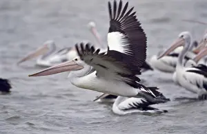 Conspicillatus: Australian Pelicans