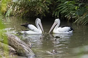Conspicillatus: Australian pelicans