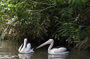Conspicillatus: Australian pelicans