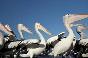 Crowded: Australian Pelicans (Pelecanus conspicillatus)
