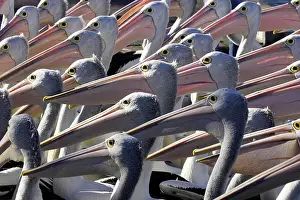 Crowded: Australian Pelicans (Pelecanus conspicillatus)