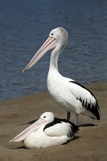 Tranquility: Australian Pelicans (Pelecanus conspicillatus)