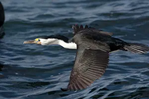 Shags: Australian Pied Cormorant / Pied Shag
