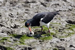Oystercatchers: Australian Pied Oystercatcher