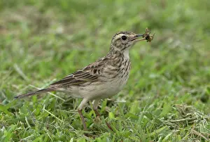 Anthus: Australian Pipit