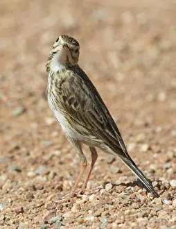 Anthus: Australian Pipit