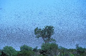Minutes: Australian Plague Locust - swarm that took twenty