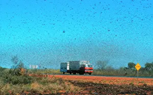 Minutes: Australian Plague Locust - swarm that took twenty