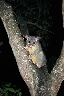 Vulpecula: Australian Possum - in tree at night