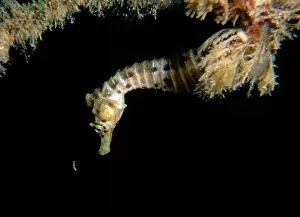 Auscape International: Australian pot-bellied seahorse - juvenile hunting