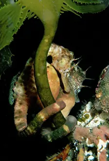Seahorses: Australian pot-bellied Seahorse - pair near pier pylon