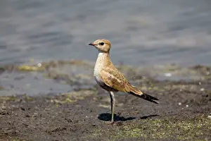 Isabella: Australian Pratincole