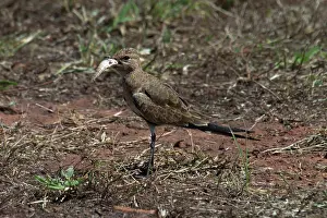 Isabella: Australian Pratincole - Attempting to eat body