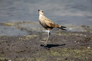 Startled: Australian Pratincole peering skyward