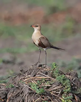 Isabella: Australian Pratincole - perched on a dirt pile