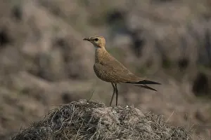 Isabella: Australian Pratincole Perched on a mound of earth near