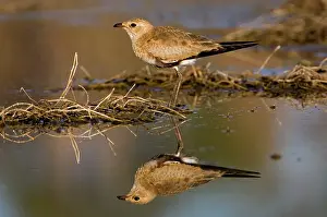 Isabella: Australian Pratincole - reflection