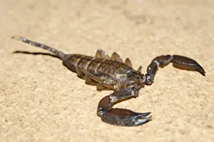Scorpions: Australian Rainforest Scorpion - Klungkung, Bali