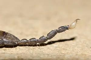Scorpions: Australian Rainforest Scorpion - Klungkung, Bali