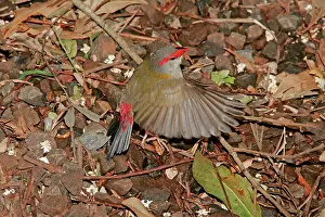 Eric Lindgren: Australian Red-browed Finch - in flight low above ground