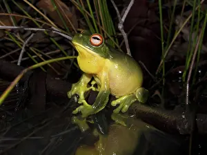 Litoria: Australian Red-eyed Treefrog
