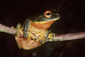 Treefrog: Australian Red-Eyed TREEFROG