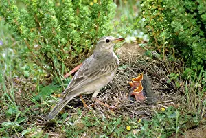 Pipits: Australian / Richard's pipit - AT NEST