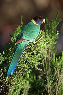 Ringneck: Australian Ringneck - adult Australian Ringneck