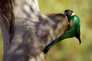 Inspecting: Australian Ringneck - adult Australian Ringneck