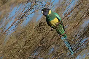 Aboriginal: Australian Ringneck - Papunya Aboriginal Community