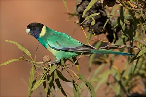 Alice: Australian Ringneck - Perched on a eucalyptus branch