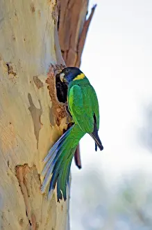 Ringneck: Australian Ringneck / Port Lincoln Parrot - at