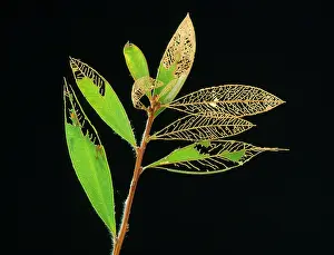 Damaging: Australian Sawfly - larvae damaging Bottlebrush