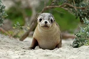 Neophoca: Australian sea lion (Neophoca cinerea), juvenile