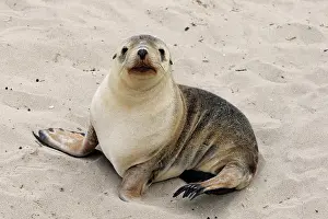 Neophoca: Australian sea lion (Neophoca cinerea), juvenile