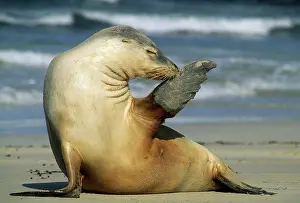Laziness: Australian Sea Lion, (Neopoca cinerea)