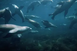 Neophoca: Australian Sea Lions - group underwater