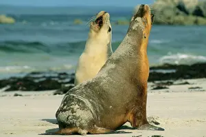 Talking: Australian Sea Lions, (Neophoca cinerea)
