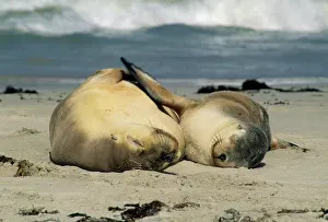 Relax: Australian Sea Lions, (Neophoca cinerea)