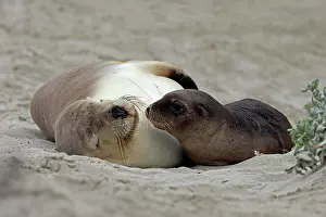 Neophoca: Australian sea lions (Neophoca cinerea), mother