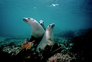 Neophoca: Australian Sealion