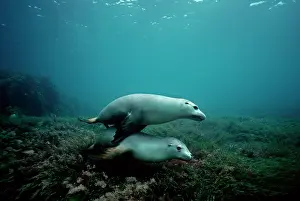 Neophoca: Australian Sealion